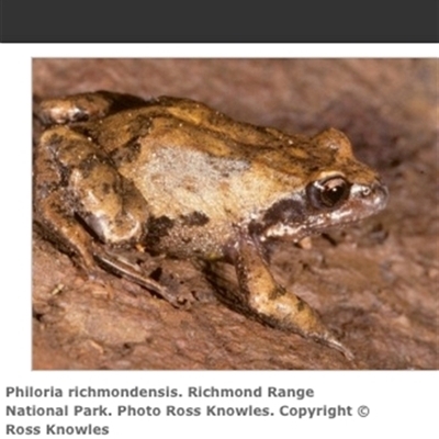 Philoria richmondensis (Richmond Range Sphagnum Frog) at Upper Duck Creek, NSW - 20 Oct 2023 by MichaelBedingfield