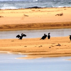 Phalacrocorax sp. (genus) (A Cormorant) at Burrill Lake, NSW - 30 Jul 2025 by Jennybach