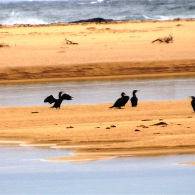 Phalacrocorax sp. (genus) (A Cormorant) at Burrill Lake, NSW - 30 Jul 2025 by Jennybach