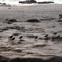 Haematopus fuliginosus (Sooty Oystercatcher) at Dolphin Point, NSW - 30 Jul 2025 by Jennybach