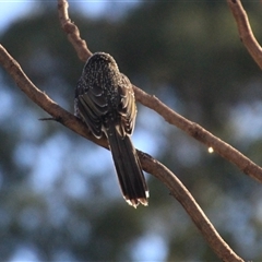 Anthochaera chrysoptera (Little Wattlebird) at Mollymook, NSW - 31 Jul 2025 by Jennybach
