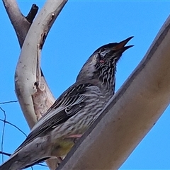 Anthochaera carunculata (Red Wattlebird) at Isaacs, ACT - 5 Aug 2025 by MatthewFrawley