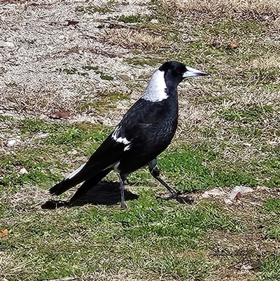 Gymnorhina tibicen (Australian Magpie) at Isaacs, ACT - 5 Aug 2025 by MatthewFrawley