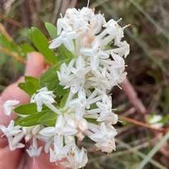 Pimelea linifolia (Slender Rice Flower) at Ulladulla, NSW - 31 Jul 2025 by Jennybach