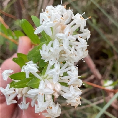 Pimelea linifolia (Slender Rice Flower) at Ulladulla, NSW - 31 Jul 2025 by Jennybach