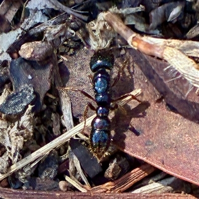 Amblyopone sp. (genus) (Slow ant) at Cook, ACT - 5 Aug 2025 by CathB