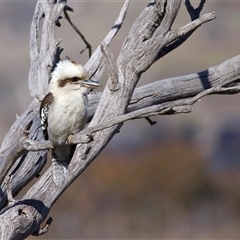 Dacelo novaeguineae (Laughing Kookaburra) at Jindabyne, NSW - 3 Aug 2025 by jb2602