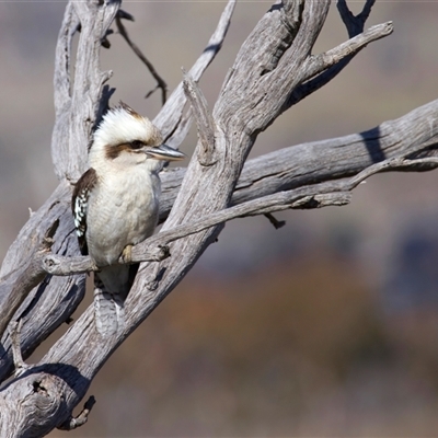 Dacelo novaeguineae (Laughing Kookaburra) at Jindabyne, NSW - 3 Aug 2025 by jb2602