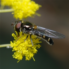 Simosyrphus grandicornis (Common hover fly) at Downer, ACT - 5 Aug 2025 by RobertD