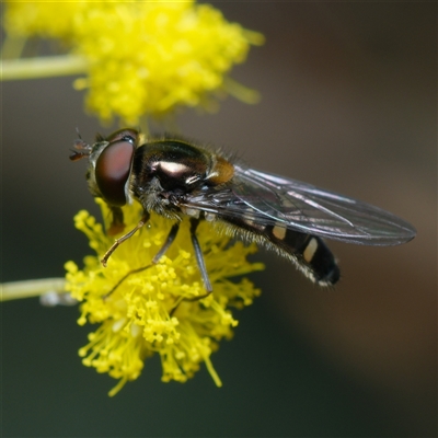 Simosyrphus grandicornis (Common hover fly) at Downer, ACT - 5 Aug 2025 by RobertD