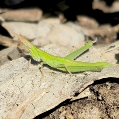 Keyacris scurra (Key's Matchstick Grasshopper) at Captains Flat, NSW - 5 Aug 2025 by Csteele4