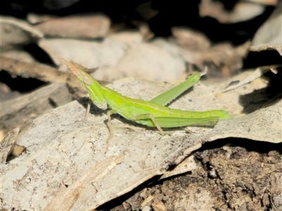 Keyacris scurra (Key's Matchstick Grasshopper) at Captains Flat, NSW - 5 Aug 2025 by Csteele4