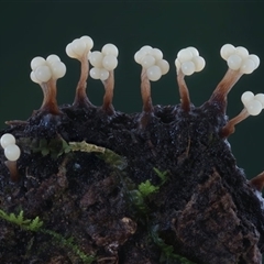 Oligonema verrucosum by Teresa