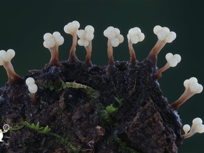 Oligonema verrucosum by Teresa