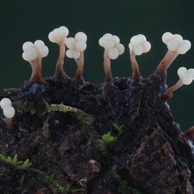 Oligonema verrucosum at  - suppressed by Teresa