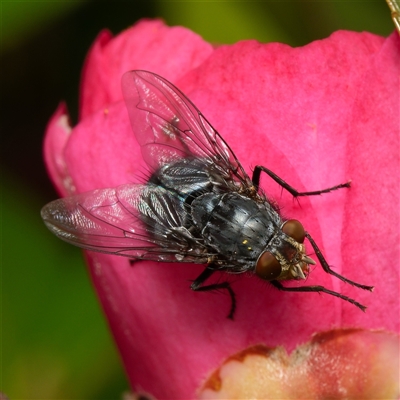 Calliphora vicina (European bluebottle) at Downer, ACT - 5 Aug 2025 by RobertD