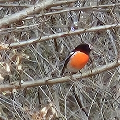 Petroica boodang (Scarlet Robin) at Tharwa, ACT - 4 Aug 2025 by ChrisHolder