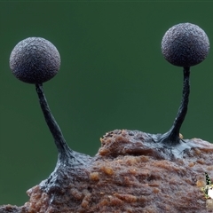 Unverified Slime Mould by Teresa
