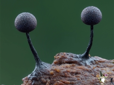 Unverified Slime Mould by Teresa