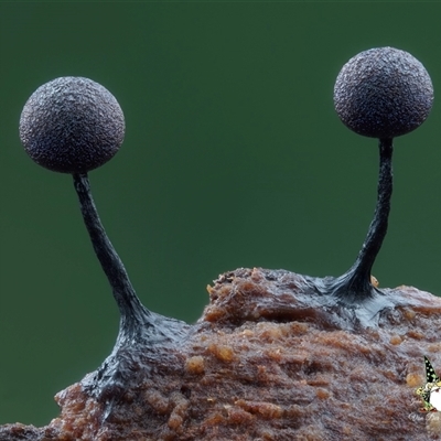Unverified Slime Mould at  - suppressed by Teresa
