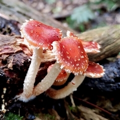 Leratiomyces ceres (Red Woodchip Fungus) at Kianga, NSW - 13 Jul 2025 by Teresa