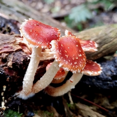 Leratiomyces ceres (Red Woodchip Fungus) at Kianga, NSW - 13 Jul 2025 by Teresa