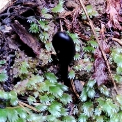 Geoglossum (Earth tongue) at Kianga, NSW - 13 Jul 2025 by Teresa