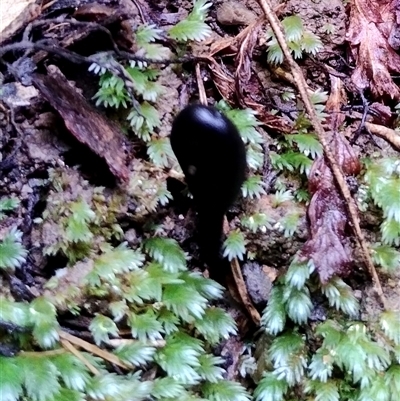 Geoglossum (Earth tongue) at Kianga, NSW - 13 Jul 2025 by Teresa