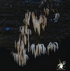 Unverified Coralloid fungus, markedly branched at Kianga, NSW - 5 Aug 2025 by Teresa