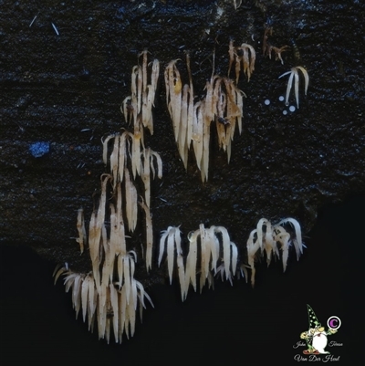 Unverified Coralloid fungus, markedly branched at Kianga, NSW - 5 Aug 2025 by Teresa
