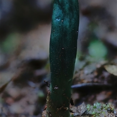 Microglossum viride (Green Earth tongue) at Kianga, NSW - 5 Aug 2025 by Teresa