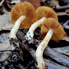 Rhodocollybia sp. at Kianga, NSW - 9 Jul 2025 by Teresa
