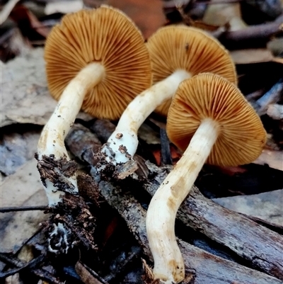 Rhodocollybia sp. at Kianga, NSW - 9 Jul 2025 by Teresa