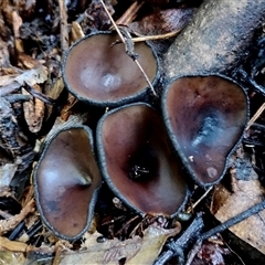 Plectania campylospora (Brown Forest Cup) at Kianga, NSW - 9 Jul 2025 by Teresa