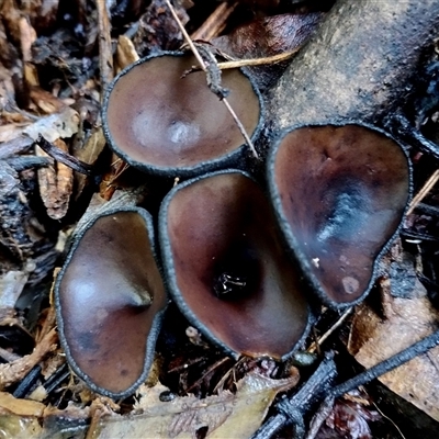 Plectania campylospora (Brown Forest Cup) at Kianga, NSW - 9 Jul 2025 by Teresa