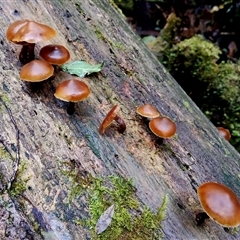 Galerina patagonica at Kianga, NSW - 9 Jul 2025 by Teresa