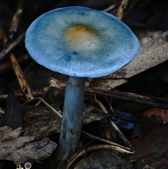Cortinarius rotundisporus (Elegant Blue Webcap) at Kianga, NSW - 9 Jul 2025 by Teresa