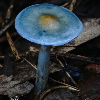 Cortinarius rotundisporus (Elegant Blue Webcap) at Kianga, NSW - 9 Jul 2025 by Teresa