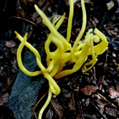 Clavulinopsis sp. at Kianga, NSW - 9 Jul 2025 by Teresa