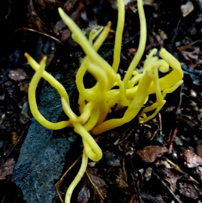Clavulinopsis sp. at Kianga, NSW - 9 Jul 2025 by Teresa