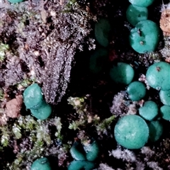 Chlorociboria (An elfcup fungus) at Kianga, NSW - 9 Jul 2025 by Teresa