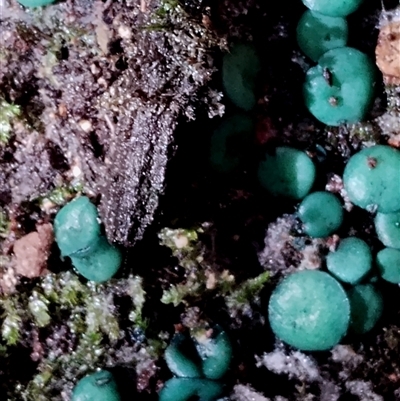 Chlorociboria (An elfcup fungus) at Kianga, NSW - 9 Jul 2025 by Teresa