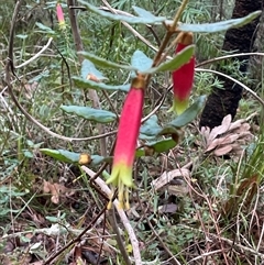 Correa reflexa (Common Correa, Native Fuchsia) at Ulladulla, NSW - 31 Jul 2025 by Jennybach