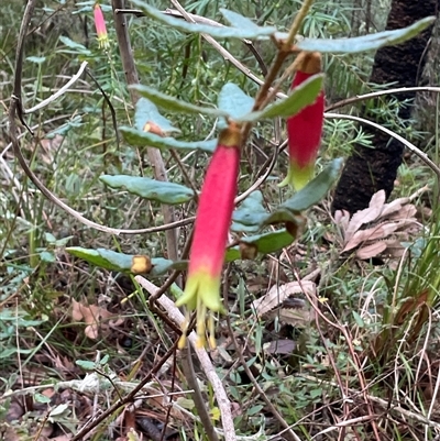 Correa reflexa (Common Correa, Native Fuchsia) at Ulladulla, NSW - 31 Jul 2025 by Jennybach
