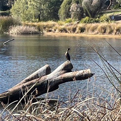 Phalacrocorax sulcirostris (Little Black Cormorant) at Dickson, ACT - 5 Aug 2025 by Lisa.Jok