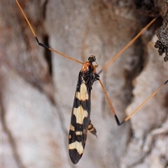 Sigmatomera (Austrolimnobia) victoriae (A crane fly) at Cook, ACT - 13 Jul 2025 by CathB