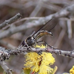 Melangyna sp. (genus) (Hover Fly) at Cook, ACT - 4 Aug 2025 by CathB
