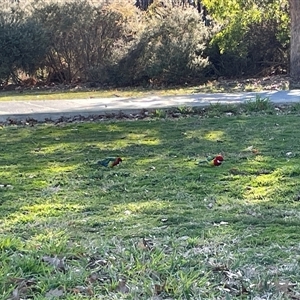 Platycercus eximius (Eastern Rosella) at Dickson, ACT - 5 Aug 2025 by Lisa.Jok