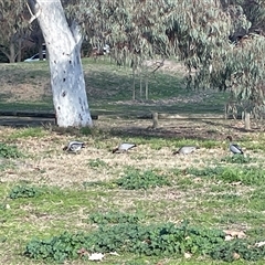 Chenonetta jubata (Australian Wood Duck) at Dickson, ACT - 5 Aug 2025 by Lisa.Jok