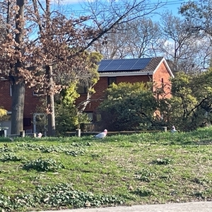 Eolophus roseicapilla (Galah) at Dickson, ACT - 5 Aug 2025 by Lisa.Jok